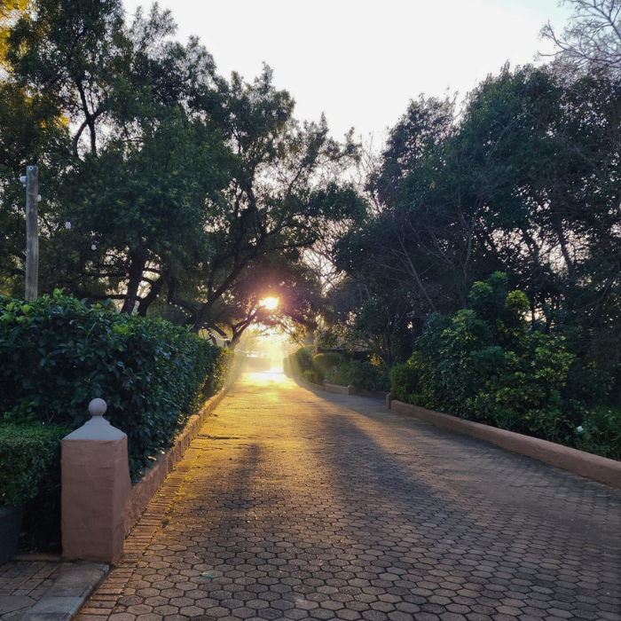 A cobblestone driveway lined with trees, glowing with warm sunlight at sunrise or sunset.